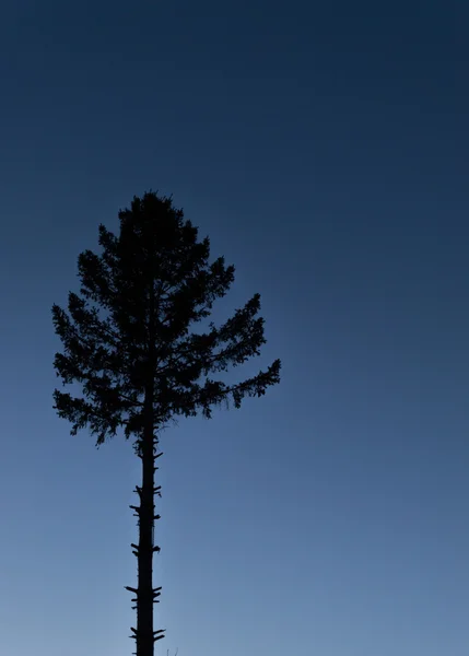 Kiefernsilhouette in der Abenddämmerung — Stockfoto