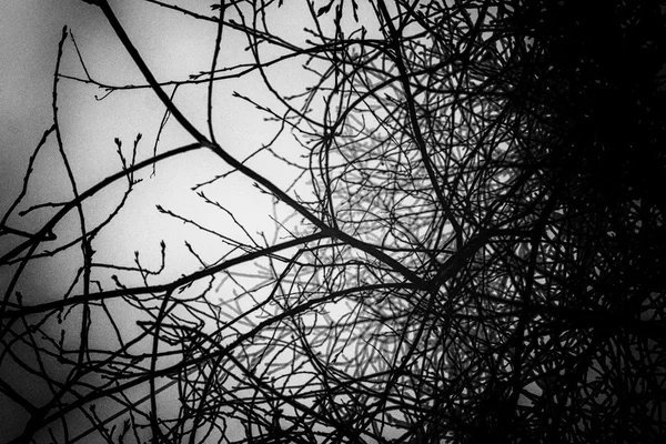 Branches d'arbres nus d'hiver en noir et blanc — Photo