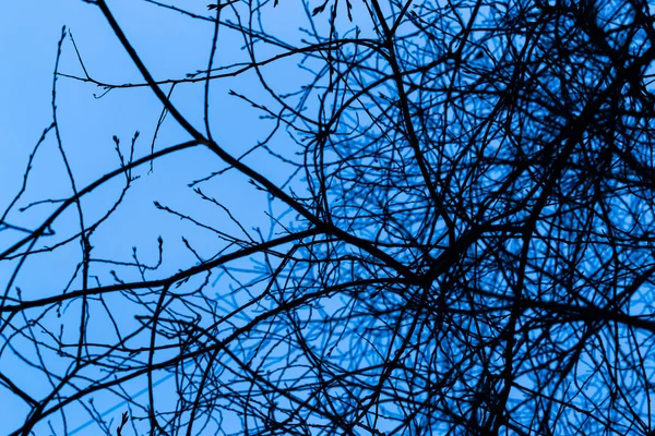 Winter Naakte Bomen bij Schemering in Middernacht Blauwe Toon — Stockfoto