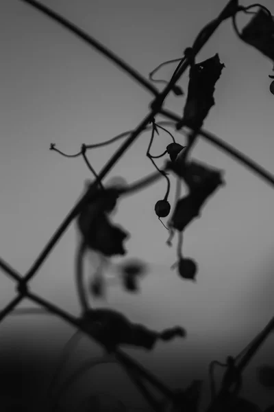 Primer plano de la planta trepadora muerta en blanco y negro — Foto de Stock