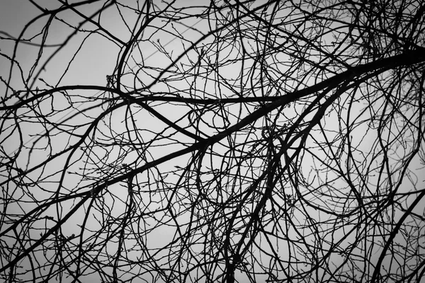 Winter Naked Tree Branches in Black and White — Stock Photo, Image