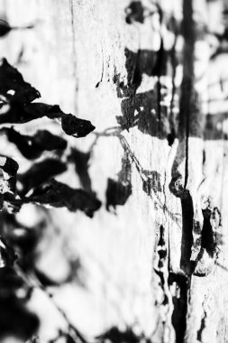 Siyah Beyaz Ölü Sarmaşık