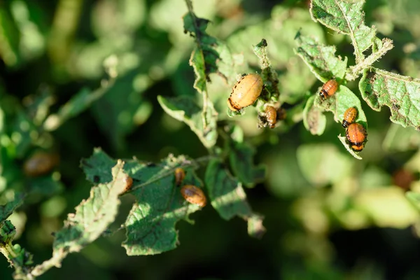 科罗拉多甲虫吃马铃薯植株 — 图库照片