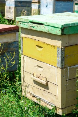 Çayırdaki Tahta Arı Kovanı