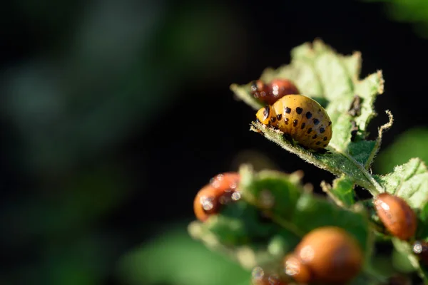 Colorado Escarabajos comiendo planta de papa —  Fotos de Stock