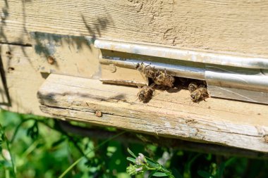 Arı kovanına giren ve çıkan arılar