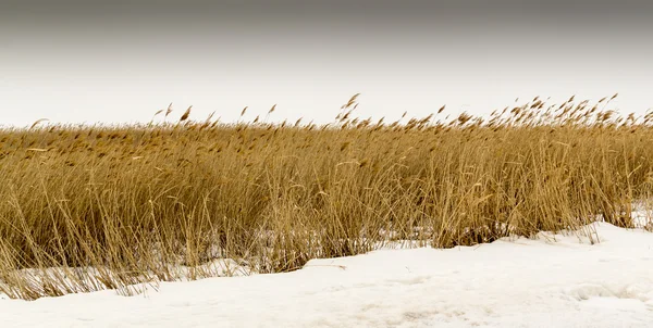 雪地里的干草 — 图库照片