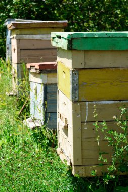 Tahta Arı ve Kovan Evi