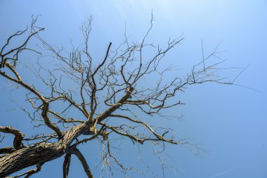 Dead Tree dalları ve mavi gökyüzü