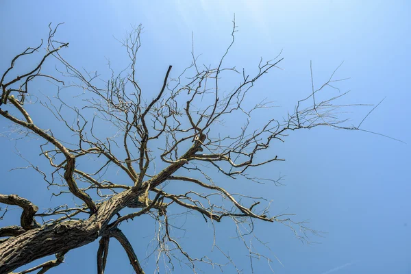 Ramos de árvores mortas e céu azul — Fotografia de Stock