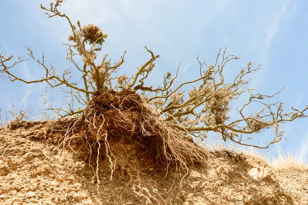 Árbol erosionado y costa que se desmorona —  Fotos de Stock