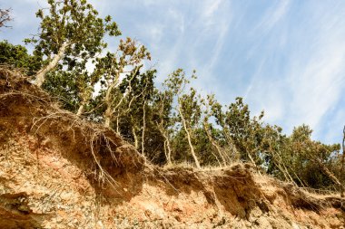 Plaj erozyonu ve düşen ağaçlar