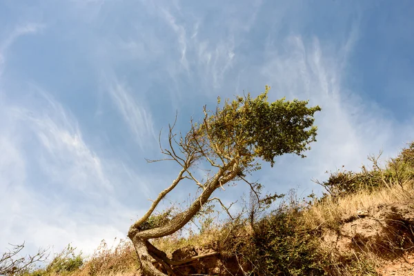 Árbol soplado por el viento y erosión de la playa —  Fotos de Stock