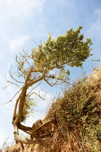 Árbol soplado por el viento y erosión de la playa —  Fotos de Stock