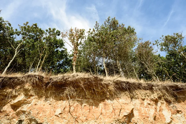 Пляжная эрозия и падение деревьев — стоковое фото