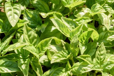 Taze yeşil Basil Leaf closeup