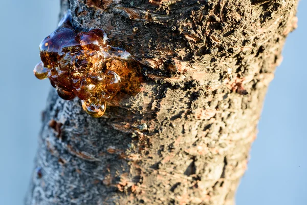 Tree Sap from a Cherry Trunk in Sunshine — Stock Photo, Image