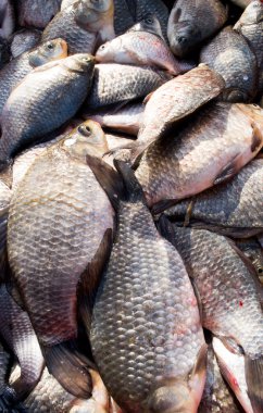 Ölü balık malzemeler için