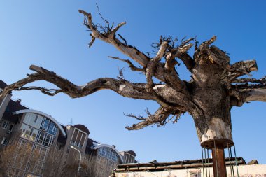 bir kalkık ağaç kök yapısı