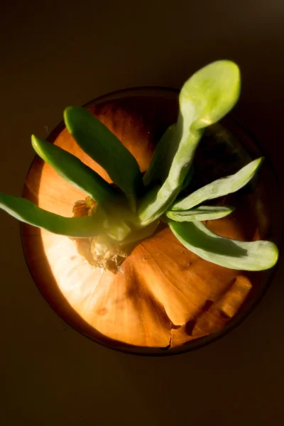 Una cebolla crece de las sombras — Foto de Stock