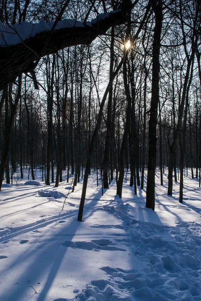 Skogen snö i vintersolen — Stockfoto