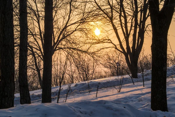 Pôr do sol de inverno e árvores escuras — Fotografia de Stock