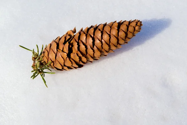 Ein Tannenzapfen auf Schnee — Stockfoto