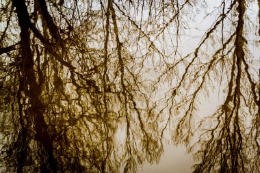 Ağaç Su Yansıması