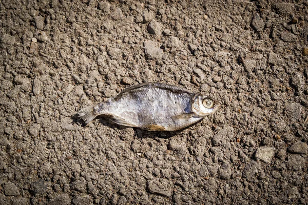 Döda torkad fisk — Stockfoto