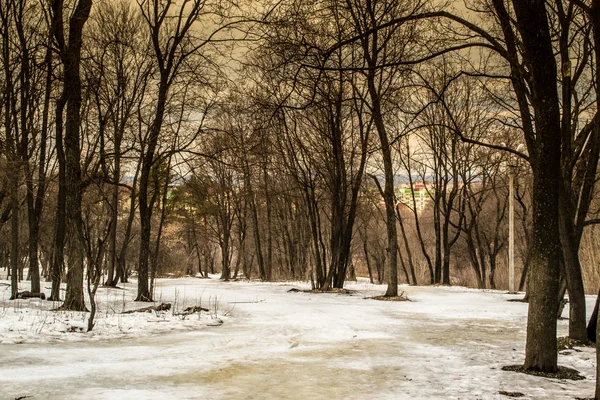 Vinterskog och snö — Stockfoto