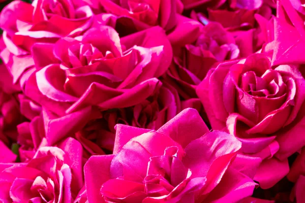 Rosas de tela roja — Foto de Stock