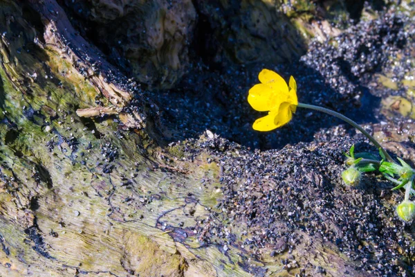 Gelbe Blume und Holz — Stockfoto