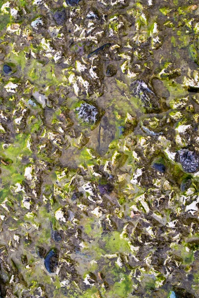 Piedras húmedas y algas — Foto de Stock