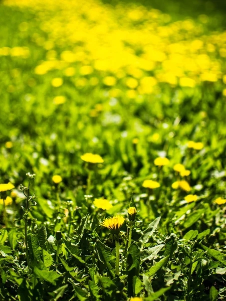 Meadow med gule løvetannblomster – stockfoto