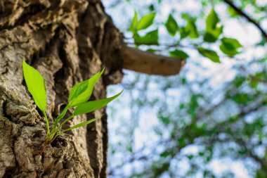 ağaç erken Bahar vuruyor