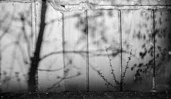 Árbol de sombra en la pared número dos — Foto de Stock