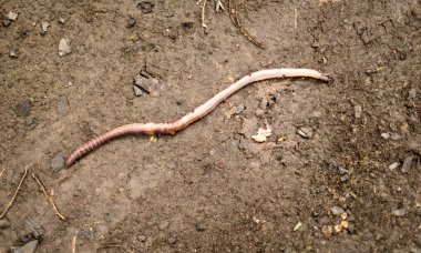 çamur üzerinde büyük toprak solucanı