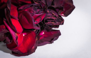 Kırmızı Gül Yapraklarının Solan Kapanışı