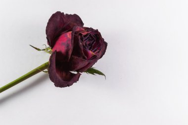 Kırmızı çürüyen boşaltmak ile yükseldi