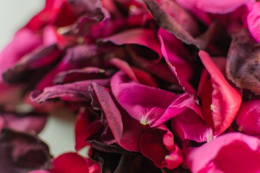 portre, birçok ölüm kırmızı gül yaprakları