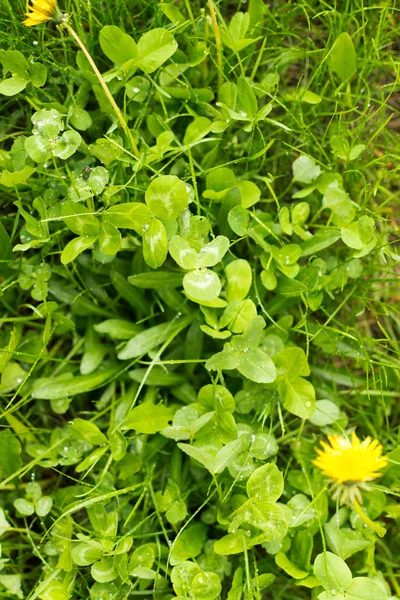 Trébol verde sotobosque —  Fotos de Stock