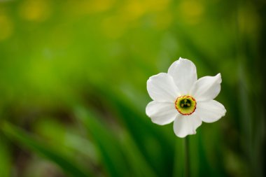 Tek beyaz nergis çiçek