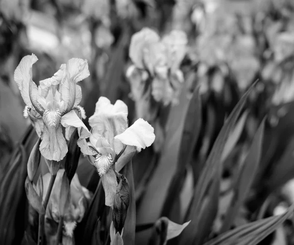 Fiori Iris in Bloom — Foto Stock