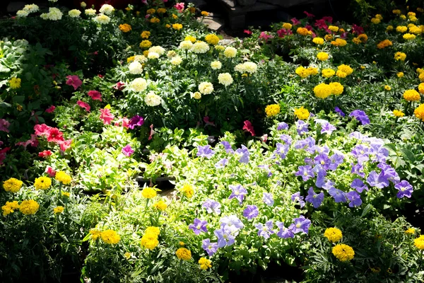 Feld aus bunten Blumen — Stockfoto
