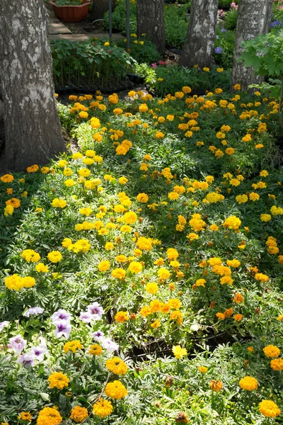 Felt med gule krysantemum Blomster – stockfoto
