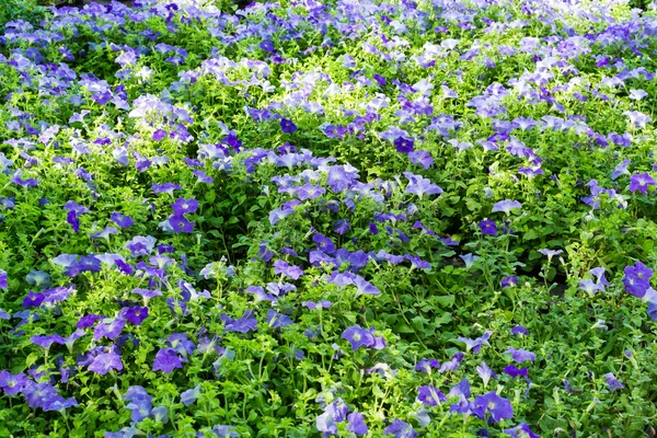 Meadow med blå blomster – stockfoto