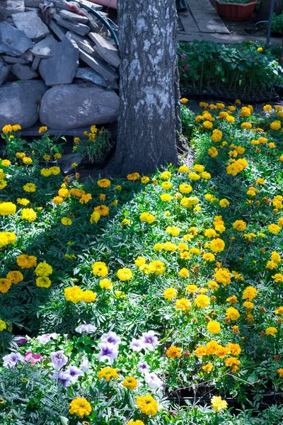 Prado de flores amarelas coloridas — Fotografia de Stock