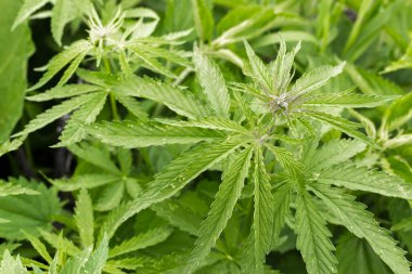 vahşi büyüyen kenevir bitki