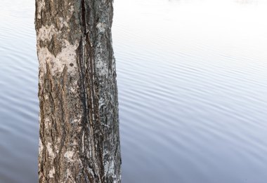 Tek Huş Ağacı Gövde ve Su