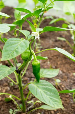 organik yeşil biber ve beyaz çiçek